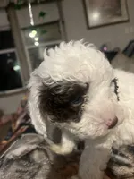 Adam, a male Miniature Goldendoodle for sale in Greenbrier, AR – Photo 2 of 5