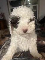 Adam, a male Miniature Goldendoodle for sale in Greenbrier, AR – Photo 1 of 5