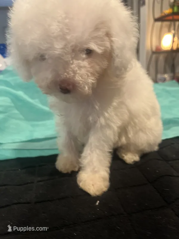 Hope – Miniature Goldendoodle puppy for sale in Greenbrier, AR