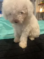 Hope, a female Miniature Goldendoodle for sale in Greenbrier, AR – 1 of 4