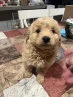 Beau, a male Miniature Goldendoodle for sale in Greenbrier, AR – 2 of 3