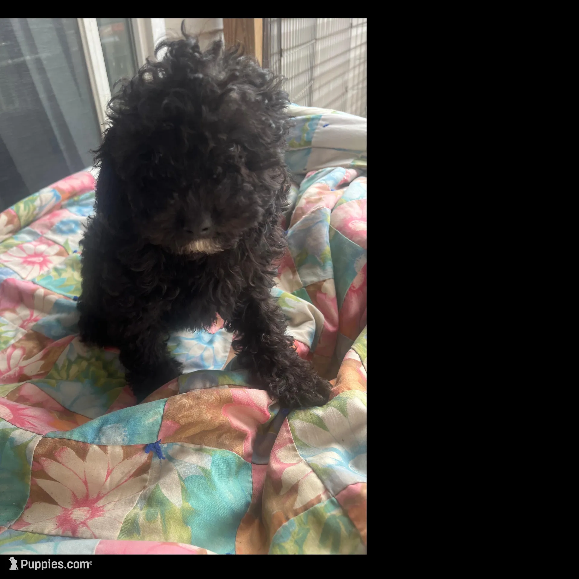 Ariel – Miniature Goldendoodle puppy for sale in Greenbrier, AR