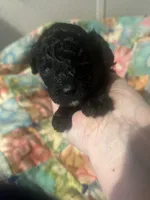 Ariel, a female Miniature Goldendoodle for sale in Greenbrier, AR – Photo 1 of 2