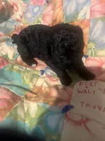 Ariel, a female Miniature Goldendoodle for sale in Greenbrier, AR – Photo 2 of 2