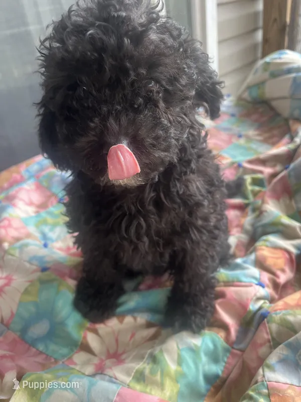 Ariel – Miniature Goldendoodle puppy for sale in Greenbrier, AR