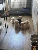 Beau, a female Miniature Goldendoodle for sale in Greenbrier, AR – 4 of 4