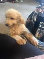 Jada, a female Miniature Goldendoodle for sale in Greenbrier, AR – 2 of 6