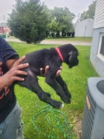 Venom, a male Goldendoodle for sale in Obetz, OH – 2 of 2