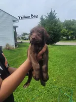 Sir, a male Goldendoodle and German Shorthaired Pointer for sale in Obetz, OH – 2 of 2