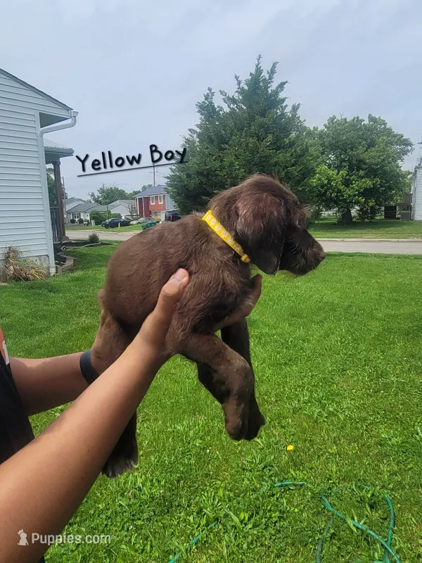 Sir – Goldendoodle, German Shorthaired Pointer puppy for sale in Obetz, OH