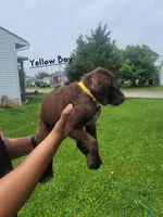 Sir, a male Goldendoodle and German Shorthaired Pointer for sale in Obetz, OH – 1 of 2