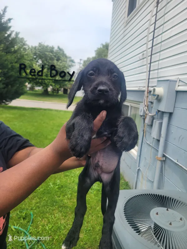 Venom – Goldendoodle puppy for sale in Obetz, OH