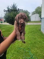 Bob, a male Goldendoodle and German Shorthaired Pointer for sale in Obetz, OH – 2 of 2