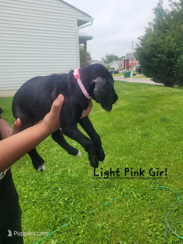 Slim – Goldendoodle, German Shorthaired Pointer puppy for sale in Obetz, OH