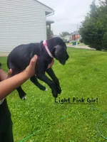 Slim, a female Goldendoodle and German Shorthaired Pointer for sale in Obetz, OH – 1 of 2