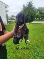 Slim, a female Goldendoodle and German Shorthaired Pointer for sale in Obetz, OH – 2 of 2