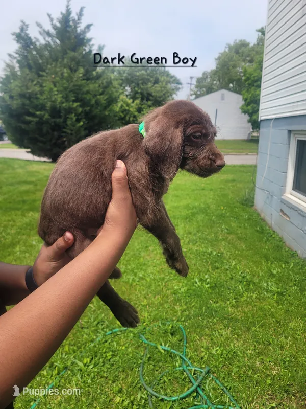 Bob – Goldendoodle, German Shorthaired Pointer puppy for sale in Obetz, OH