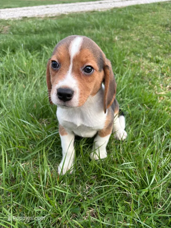Ramsey – Beagle puppy for sale in Covington, KY