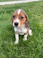 Ramsey, a male Beagle for sale in Covington, KY – Photo 1 of 5