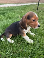 Ramsey, a male Beagle for sale in Covington, KY – Photo 2 of 5