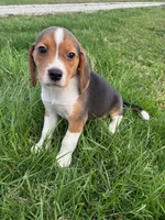 Ramsey, a male Beagle for sale in Covington, KY – Photo 5 of 5