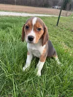 Ramsey, a male Beagle for sale in Covington, KY – Photo 4 of 5