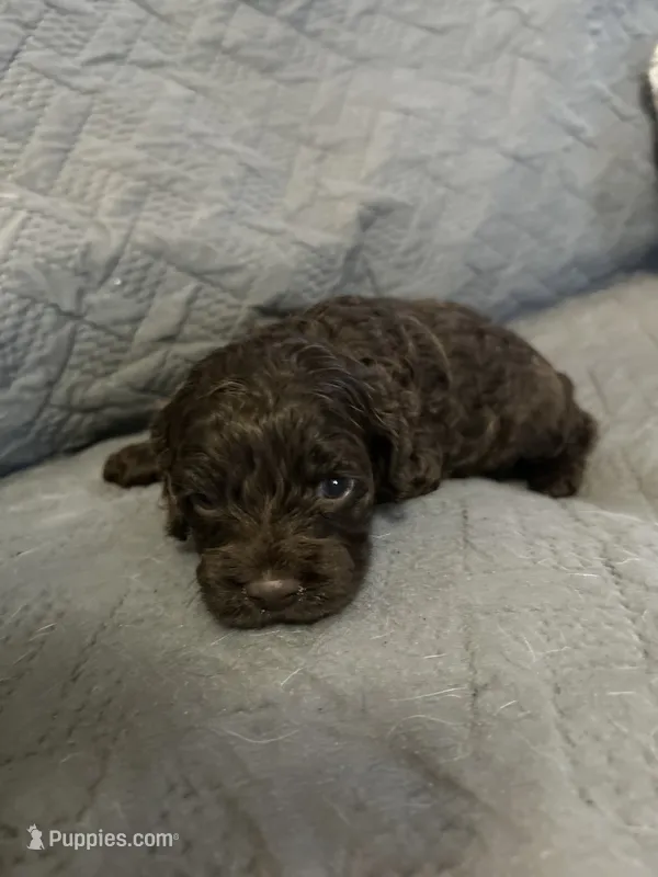 Coco – Cockapoo puppy for sale in Owingsville, KY