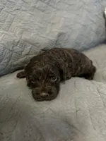 Coco, a female Cockapoo for sale in Mount Sterling, KY – 1 of 2