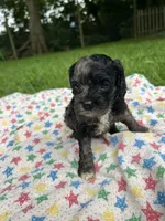 Mystic , a female Cockapoo for sale in Mount Sterling, KY – 3 of 3