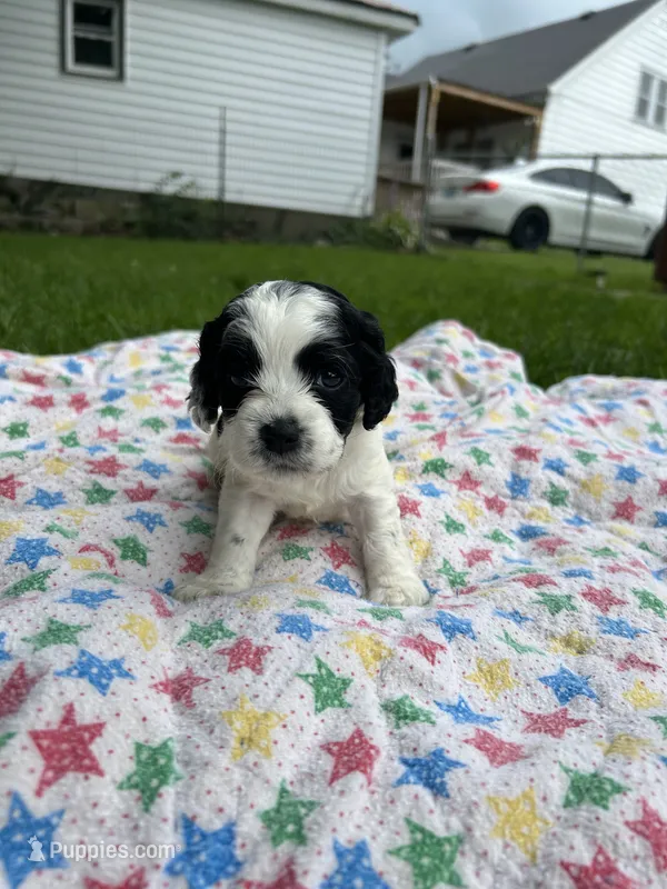 Mickey – Cockapoo puppy for sale in Mount Sterling, KY