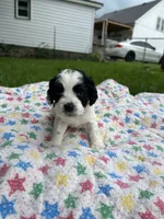 Mickey, a male Cockapoo for sale in Mount Sterling, KY – 1 of 2