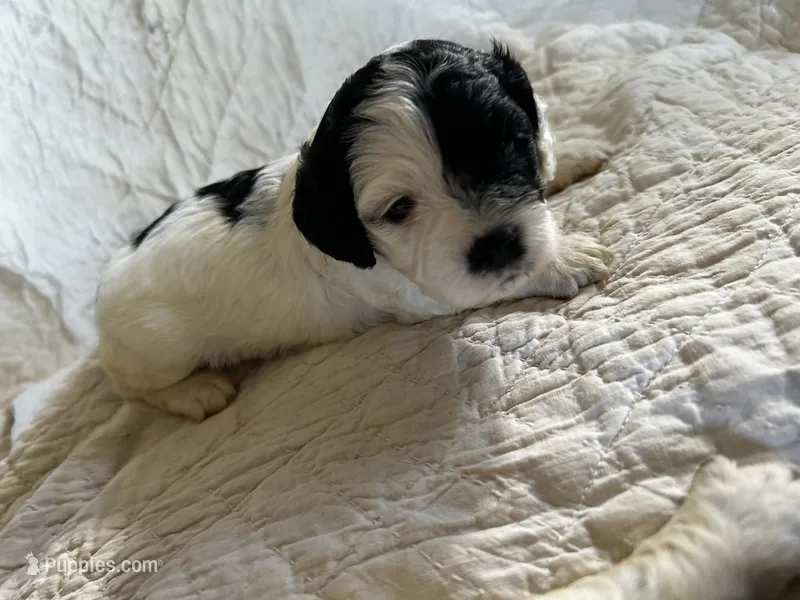 Pokey – Cockapoo puppy for sale in Owingsville, KY