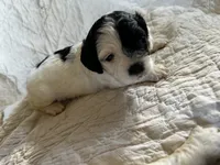 Pokey, a male Cockapoo for sale in Owingsville, KY – 1 of 1