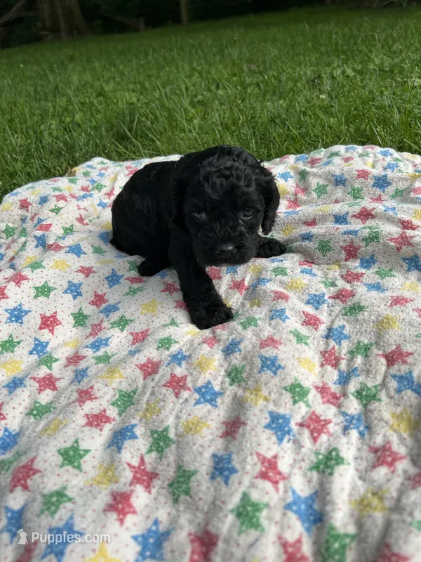 Jack – Cockapoo puppy for sale in Mount Sterling, KY