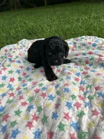 Jack, a male Cockapoo for sale in Mount Sterling, KY – 1 of 3