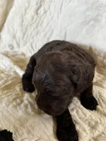 Coco, a female Cockapoo for sale in Owingsville, KY – 2 of 2