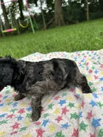 Mystic , a female Cockapoo for sale in Mount Sterling, KY – 2 of 3