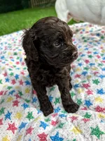 CoCo, a female Cockapoo for sale in Mount Sterling, KY – 2 of 2