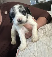 Ghost , a male Cockapoo for sale in Owingsville, KY – 1 of 2