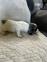 Ghost , a male Cockapoo for sale in Owingsville, KY – 2 of 2