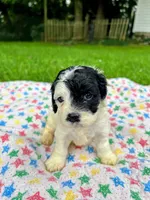 Pokey, a male Cockapoo for sale in Mount Sterling, KY – 1 of 2