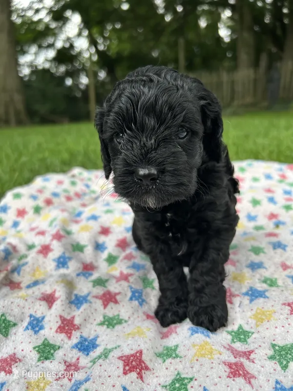 Iohnny – Cockapoo puppy for sale in Mount Sterling, KY