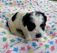 Mickey, a male Cockapoo for sale in Mount Sterling, KY – 2 of 2