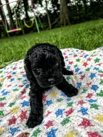 Jack, a male Cockapoo for sale in Mount Sterling, KY – 2 of 3