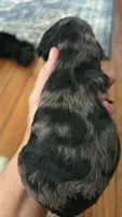 Mystery , a female Cockapoo for sale in Owingsville, KY – 2 of 2