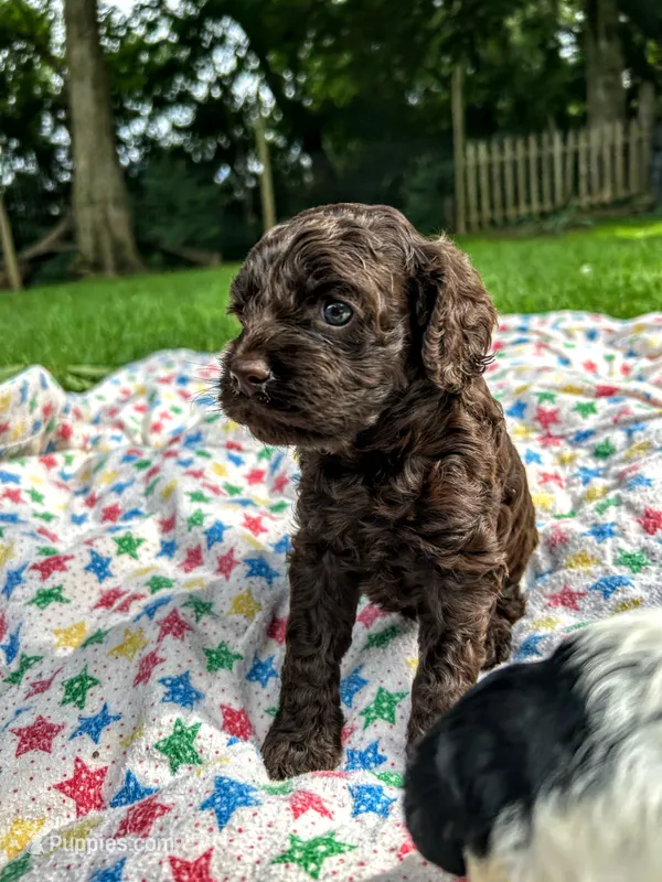 CoCo – Cockapoo puppy for sale in Mount Sterling, KY