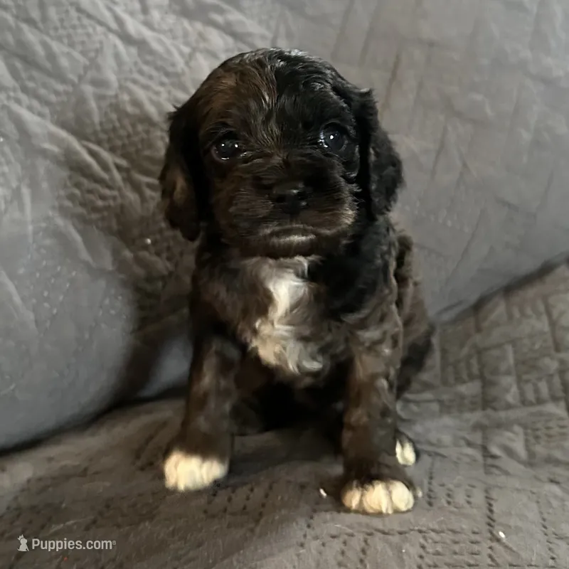 Mystic  – Cockapoo puppy for sale in Mount Sterling, KY