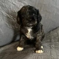 Mystic , a female Cockapoo for sale in Mount Sterling, KY – 1 of 3