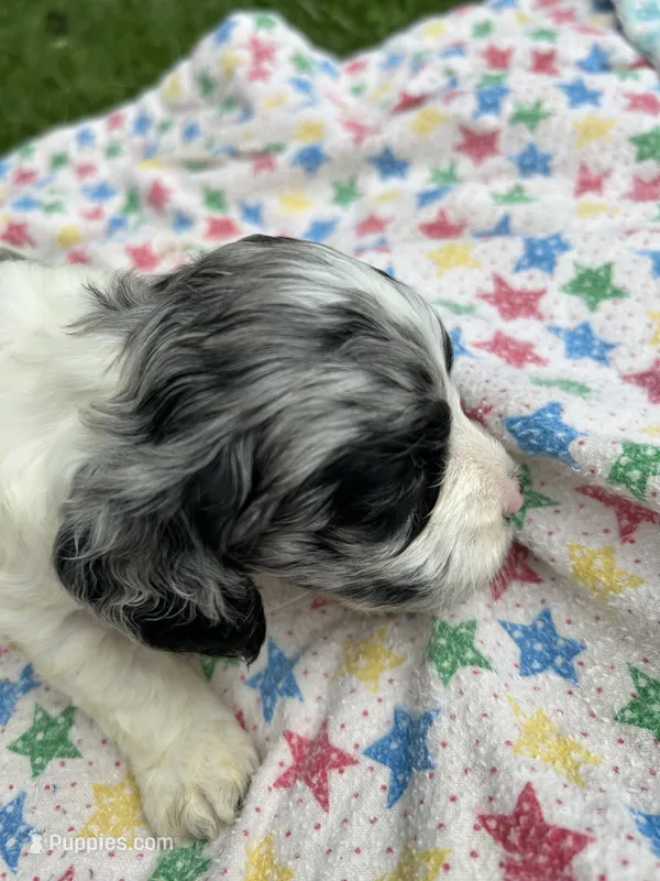Grey – Cockapoo puppy for sale in Mount Sterling, KY