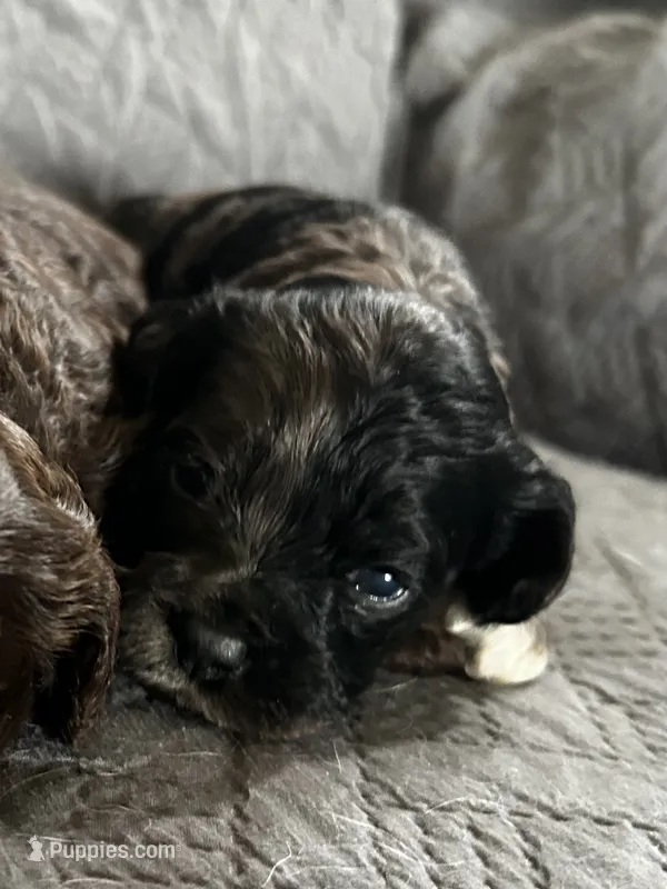 Mystery  – Cockapoo puppy for sale in Owingsville, KY
